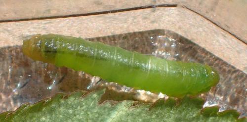 Claremontia confusa